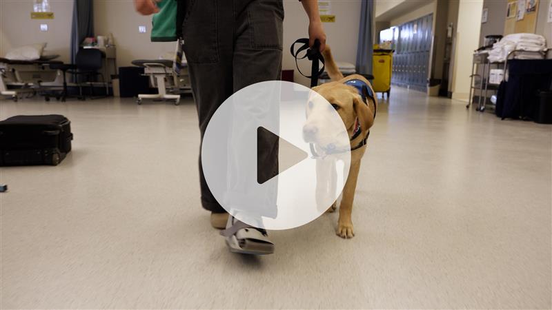 A person walking a service dog wearing a harness.